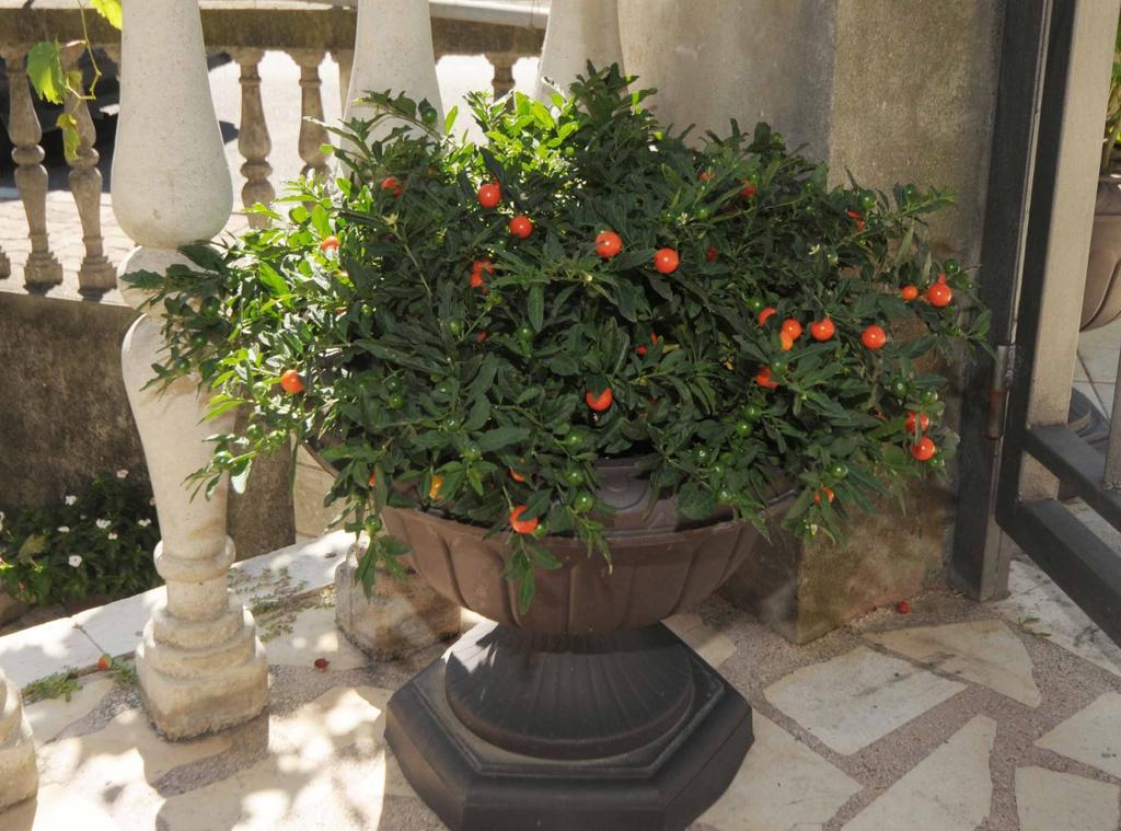 Buba Guest House Budva Dış mekan fotoğraf